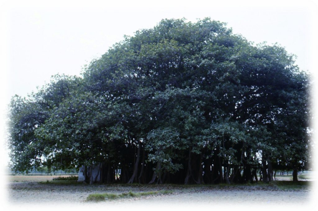 バニヤンの大樹